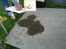 Strýc vysypal včely z rojáku na překližku, po které pomalu vystoupaly až do úlu