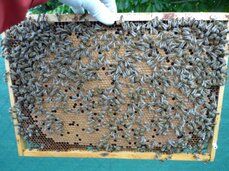 Přidávání rámku s plodem z jiného včelstva pro posílení oddělku