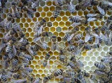 Přínos pylu do úlu je znát