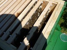 Včely pilně pracují na výstavbě mezistěn