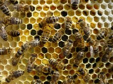 Včely na pylu