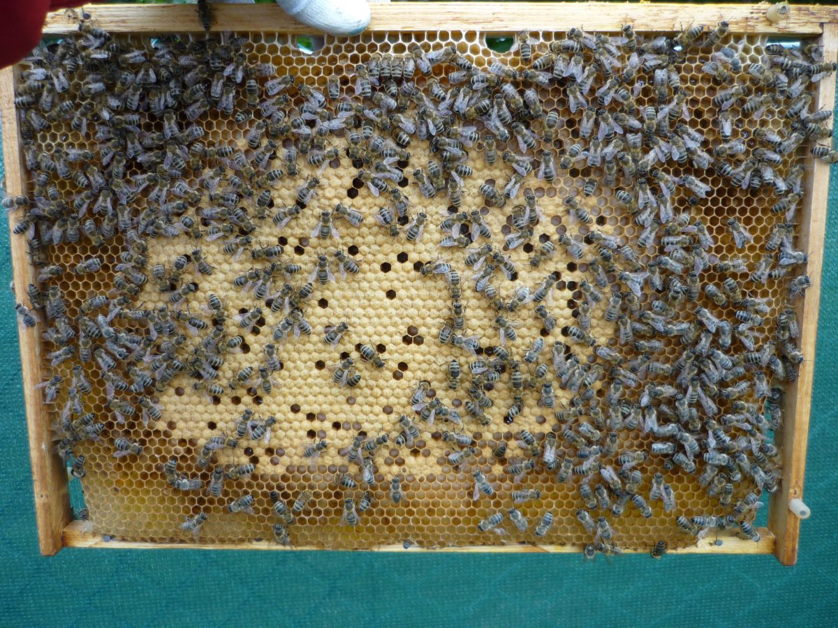 Druhý přidávaný plodový rámek