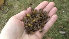 Během jarních proletů včelky sedají na podchlazené povrchy, kde zkřehnou a už se do úlů nevrátí. Sbíral jsem je z trávníku jako borůvky. Naštěstí jsem přišel na to, jak je zachránit...