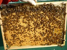 Plodový rámek obsednutý včelami