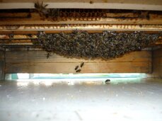 Včelky podvěšené v podmetu by mohly být znamením pro rozšíření úlového prostoru, ale pro začínajícího včelaře s nedostatkem souší je to v tomto brzkém období problém