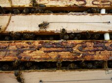 Včelky roztomile vykukují mezi rámky
