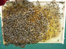 Plod obsednutý včelami a pylové zásoby okolo